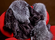 Love fur apparel